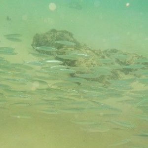 Meet your Posher, Bella